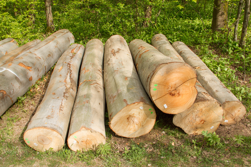 Buchenholz ist ein echter Allround-Werkstoff und auch als Brennholz sehr beliebt.